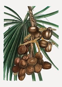 Vintage date palm plant vector