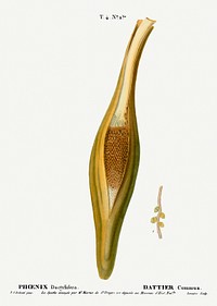 Date palm, Phoenix dactylifera from Trait&eacute; des Arbres et Arbustes que l&rsquo;on cultive en France en pleine terre (1801&ndash;1819) by <a href="https://www.rawpixel.com/search/Redout%C3%A9?sort=curated&amp;page=1">Pierre-Joseph Redout&eacute;</a>. Original from the New York Public Library. Digitally enhanced by rawpixel.