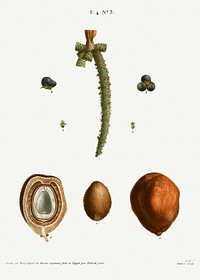 Date palm, Phoenix dactylifera from Trait&eacute; des Arbres et Arbustes que l&rsquo;on cultive en France en pleine terre (1801&ndash;1819) by <a href="https://www.rawpixel.com/search/Redout%C3%A9?sort=curated&amp;page=1">Pierre-Joseph Redout&eacute;</a>. Original from the New York Public Library. Digitally enhanced by rawpixel.