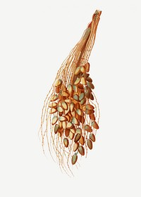 Vintage date palm plant illustration
