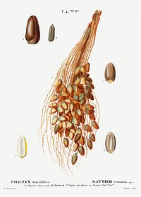 Date palm (Phoenix dactylifera) from Trait&eacute; des Arbres et Arbustes que l&rsquo;oncultive en France en pleine terre (1801&ndash;1819) by <a href="https://www.rawpixel.com/search/Redout%C3%A9?sort=curated&amp;page=1">Pierre-Joseph Redout&eacute;</a>. Original from the New York Public Library. Digitally enhanced by rawpixel.
