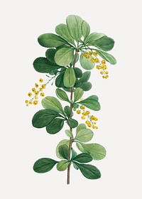 Vintage common barberry branch plant vector