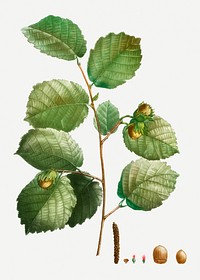 Vintage hazelnut tree branch illustration
