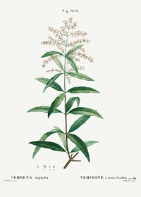 Lemon verbena, Verbena triphylla from Trait&eacute; des Arbres et Arbustes que l&rsquo;on cultive en France en pleine terre (1801&ndash;1819) by <a href="https://www.rawpixel.com/search/Redout%C3%A9?sort=curated&amp;page=1">Pierre-Joseph Redout&eacute;</a>. Original from the New York Public Library. Digitally enhanced by rawpixel.