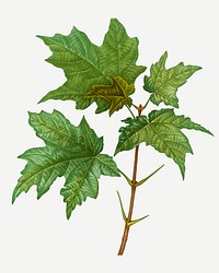 Vintage silver maple branch plant illustration