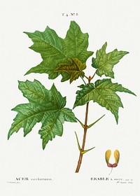Silver maple, Acer saccharinum from Trait&eacute; des Arbres et Arbustes que l&rsquo;on cultive en France en pleine terre (1801&ndash;1819) by <a href="https://www.rawpixel.com/search/Redout%C3%A9?sort=curated&amp;page=1">Pierre-Joseph Redout&eacute;</a>. Original from the New York Public Library. Digitally enhanced by rawpixel.