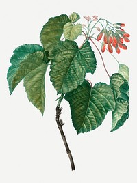 Vintage tatar maple plant illustration