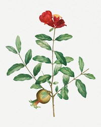 Vintage pomegranate branch plant illustration
