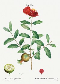 Pomegranate, Punica granatum from Trait&eacute; des Arbres et Arbustes que l&rsquo;on cultive en France en pleine terre (1801&ndash;1819) by <a href="https://www.rawpixel.com/search/Redout%C3%A9?sort=curated&amp;page=1">Pierre-Joseph Redout&eacute;</a>. Original from the New York Public Library. Digitally enhanced by rawpixel.