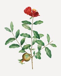 Vintage pomegranate branch plant vector
