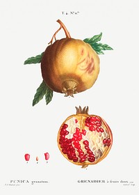 Pomegranate (Punica granatum) from Trait&eacute; des Arbres et Arbustes que l&rsquo;on cultive en France en pleine terre (1801&ndash;1819) by <a href="https://www.rawpixel.com/search/Redout%C3%A9?sort=curated&amp;page=1">Pierre-Joseph Redout&eacute;</a>. Original from the New York Public Library. Digitally enhanced by rawpixel.