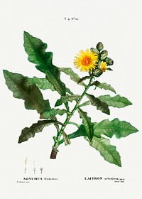 Sow thistle (Sonchus fruticosus +n Laitron arbrisseau) from Trait&eacute; des Arbres et Arbustes que l&rsquo;on cultive en France en pleine terre (1801&ndash;1819) by <a href="https://www.rawpixel.com/search/Redout%C3%A9?sort=curated&amp;page=1">Pierre-Joseph Redout&eacute;</a>. Original from the New York Public Library. Digitally enhanced by rawpixel.