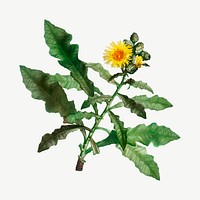 Vintage sow thistle flower vector