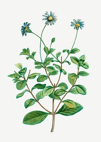 Vintage blue marguerite plant illustration
