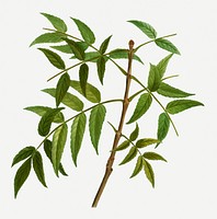 Vintage European ash branch plant illustration