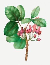 Vintage pistachio flowering plant illustration