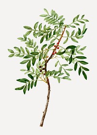 Vintage lentisk branch plant vector