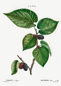 Black Mulberry (Morus nigra) from Trait&eacute; des Arbres et Arbustes que l&rsquo;on cultive en France en pleine terre (1801&ndash;1819) by <a href="https://www.rawpixel.com/search/Redout%C3%A9?sort=curated&amp;page=1">Pierre-Joseph Redout&eacute;</a>. Original from the New York Public Library. Digitally enhanced by rawpixel.