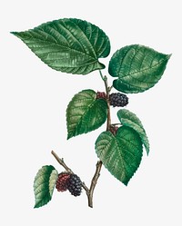 Vintage black mulberry plant vector