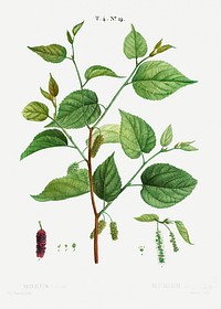 Red mulberry, Morus rubra from Trait&eacute; des Arbres et Arbustes que l&rsquo;on cultive en France en pleine terre (1801&ndash;1819) by <a href="https://www.rawpixel.com/search/Redout%C3%A9?sort=curated&amp;page=1">Pierre-Joseph Redout&eacute;</a>. Original from the New York Public Library. Digitally enhanced by rawpixel. British Library. Digitally enhanced by rawpixel.