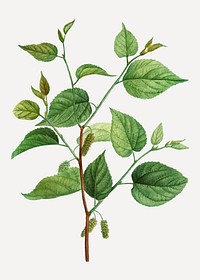 Vintage red mulberry branch plant vector