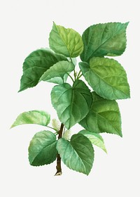 Vintage white mulberry plant illustration