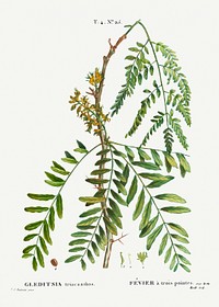 Honey locust, Gleditsia triacanthos from Trait&eacute; des Arbres et Arbustes que l&rsquo;on cultive en France en pleine terre (1801&ndash;1819) by <a href="https://www.rawpixel.com/search/Redout%C3%A9?sort=curated&amp;page=1">Pierre-Joseph Redout&eacute;</a>. Original from the New York Public Library. Digitally enhanced by rawpixel.