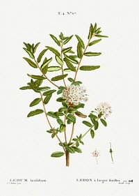 Bog labrador tea, Ledum latifolium from Traité des Arbres et Arbustes que l’on cultive en France en pleine terre (1801–1819) by Pierre-Joseph Redouté. Original from the New York Public Library. Digitally enhanced by rawpixel.