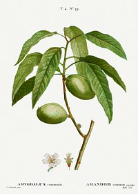Almond, Amygdalus communis from Trait&eacute; des Arbres et Arbustes que l&rsquo;on cultive en France en pleine terre (1801&ndash;1819) by <a href="https://www.rawpixel.com/search/Redout%C3%A9?sort=curated&amp;page=1">Pierre-Joseph Redout&eacute;</a>. Original from the New York Public Library. Digitally enhanced by rawpixel.