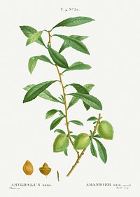 Dwarf Russian almond, Amygdalus nana from Trait&eacute; des Arbres et Arbustes que l&rsquo;on cultive en France en pleine terre (1801&ndash;1819) by <a href="https://www.rawpixel.com/search/Redout%C3%A9?sort=curated&amp;page=1">Pierre-Joseph Redout&eacute;</a>. Original from the New York Public Library. Digitally enhanced by rawpixel.