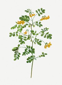 Vintage scorpion senna branch plant illustration