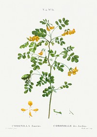 Scorpion senna, Coronilla emerus from Trait&eacute; des Arbres et Arbustes que l&rsquo;on cultive en France en pleine terre (1801&ndash;1819) by <a href="https://www.rawpixel.com/search/Redout%C3%A9?sort=curated&amp;page=1">Pierre-Joseph Redout&eacute;</a>. Original from the New York Public Library. Digitally enhanced by rawpixel.