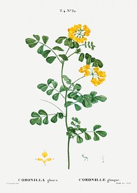 Scorpion vetch (Coronilla glauca) from Trait&eacute; des Arbres et Arbustes que l&rsquo;on cultive en France en pleine terre (1801&ndash;1819) by <a href="https://www.rawpixel.com/search/Redout%C3%A9?sort=curated&amp;page=1">Pierre-Joseph Redout&eacute;</a>. Original from the New York Public Library. Digitally enhanced by rawpixel.