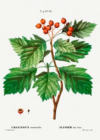 Hawthorn (Crat&aelig;gus torminalis) from Trait&eacute; des Arbres et Arbustes que l&rsquo;on cultive en France en pleine terre (1801&ndash;1819) by <a href="https://www.rawpixel.com/search/Redout%C3%A9?sort=curated&amp;page=1">Pierre-Joseph Redout&eacute;</a>. Original from the New York Public Library. Digitally enhanced by rawpixel.