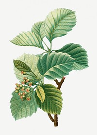 Vintage broad-leaved whitebeam plant illustration