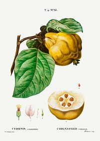 Quince (Cydonia communis) from Trait&eacute; des Arbres et Arbustes que l&rsquo;on cultive en France en pleine terre (1801&ndash;1819) by <a href="https://www.rawpixel.com/search/Redout%C3%A9?sort=curated&amp;page=1">Pierre-Joseph Redout&eacute;</a>. Original from the New York Public Library. Digitally enhanced by rawpixel.