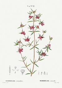 Heath mirbelia, Mirbelia reticulata from Trait&eacute; des Arbres et Arbustes que l&rsquo;on cultive en France en pleine terre (1801&ndash;1819) by <a href="https://www.rawpixel.com/search/Redout%C3%A9?sort=curated&amp;page=1">Pierre-Joseph Redout&eacute;</a>. Original from the New York Public Library. Digitally enhanced by rawpixel.