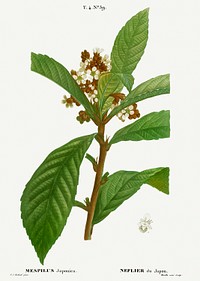 Loquat, Mespilus Japonica from Trait&eacute; des Arbres et Arbustes que l&rsquo;on cultive en France en pleine terre (1801&ndash;1819) by <a href="https://www.rawpixel.com/search/Redout%C3%A9?sort=curated&amp;page=1">Pierre-Joseph Redout&eacute;</a>. Original from the New York Public Library. Digitally enhanced by rawpixel.