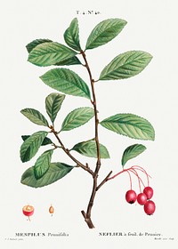 Broad-leaved cockspur thorn, Mespilus prunifolia from Trait&eacute; des Arbres et Arbustes que l&rsquo;on cultive en France en pleine terre (1801&ndash;1819) by <a href="https://www.rawpixel.com/search/Redout%C3%A9?sort=curated&amp;page=1">Pierre-Joseph Redout&eacute;</a>. Original from the New York Public Library. Digitally enhanced by rawpixel.