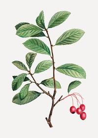 Vintage broad-leaved cockspur thorn branch plant vector