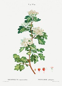 Midland hawthorn (Mespilus oxyacantha) from Trait&eacute; des Arbres et Arbustes que l&rsquo;on cultive en France en pleine terre (1801&ndash;1819) by <a href="https://www.rawpixel.com/search/Redout%C3%A9?sort=curated&amp;page=1">Pierre-Joseph Redout&eacute;</a>. Original from the New York Public Library. Digitally enhanced by rawpixel.