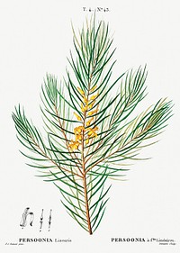 Narrow-leaved geebung (Persoonia linearis) from Trait&eacute; des Arbres et Arbustes que l&rsquo;on cultive en France en pleine terre (1801&ndash;1819) by <a href="https://www.rawpixel.com/search/Redout%C3%A9?sort=curated&amp;page=1">Pierre-Joseph Redout&eacute;</a>. Original from the New York Public Library. Digitally enhanced by rawpixel.