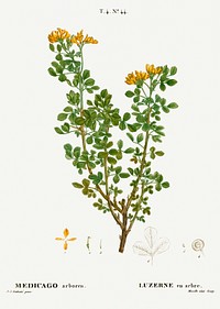 Moon trefoil, Medicago arborea from Trait&eacute; des Arbres et Arbustes que l&rsquo;on cultive en France en pleine terre (1801&ndash;1819) by <a href="https://www.rawpixel.com/search/Redout%C3%A9?sort=curated&amp;page=1">Pierre-Joseph Redout&eacute;</a>. Original from the New York Public Library. Digitally enhanced by rawpixel.