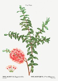 Hillock bush (Melaleuca hippericifolia) from Trait&eacute; des Arbres et Arbustes que l&rsquo;on cultive en France en pleine terre (1801&ndash;1819) by <a href="https://www.rawpixel.com/search/Redout%C3%A9?sort=curated&amp;page=1">Pierre-Joseph Redout&eacute;</a>. Original from the New York Public Library. Digitally enhanced by rawpixel.