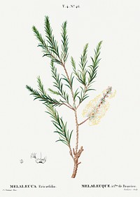 Swamp paperbark, Melaleuca ericaefolia from Trait&eacute; des Arbres et Arbustes que l&rsquo;on cultive en France en pleine terre (1801&ndash;1819) by <a href="https://www.rawpixel.com/search/Redout%C3%A9?sort=curated&amp;page=1">Pierre-Joseph Redout&eacute;</a>. Original from the New York Public Library. Digitally enhanced by rawpixel.