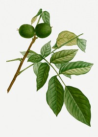 Vintage English walnut branch plant illustration