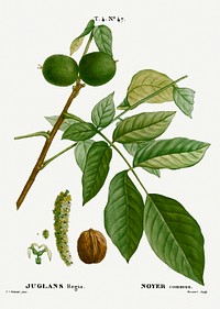 English walnut, Juglans regia from Trait&eacute; des Arbres et Arbustes que l&rsquo;on cultive en France en pleine terre (1801&ndash;1819) by <a href="https://www.rawpixel.com/search/Redout%C3%A9?sort=curated&amp;page=1">Pierre-Joseph Redout&eacute;</a>. Original from the New York Public Library. Digitally enhanced by rawpixel.
