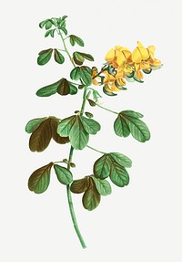 Vintage rattlebox flowering plant illustration