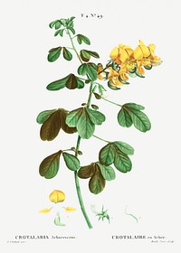Rattlebox (Crotalaria arborescens) from Trait&eacute; des Arbres et Arbustes que l&rsquo;on cultive en France en pleine terre (1801&ndash;1819) by <a href="https://www.rawpixel.com/search/Redout%C3%A9?sort=curated&amp;page=1">Pierre-Joseph Redout&eacute;</a>. Original from the New York Public Library. Digitally enhanced by rawpixel.