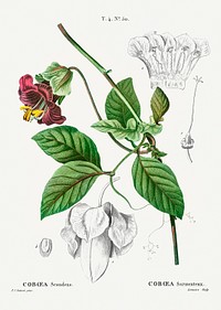 Cobaea scandens (Coboea scandens) from Trait&eacute; des Arbres et Arbustes que l&rsquo;on cultive en France en pleine terre (1801&ndash;1819) by <a href="https://www.rawpixel.com/search/Redout%C3%A9?sort=curated&amp;page=1">Pierre-Joseph Redout&eacute;</a>. Original from the New York Public Library. Digitally enhanced by rawpixel.